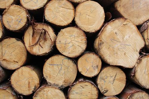 Monitoring dřeva